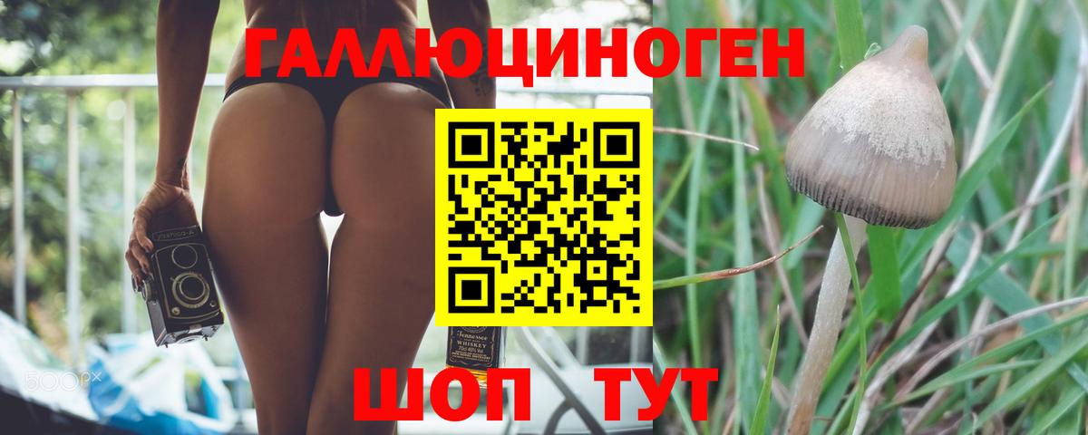 Курчалой  Псилоцибиновые грибы ЛСД  Галлюциногенные грибы Magic Shrooms  Вход с VPN 